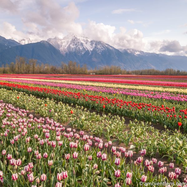 Rows of Tulips 2 (SQ)