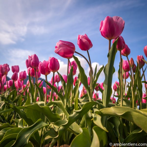 Pink Tulips 6 (SQ)