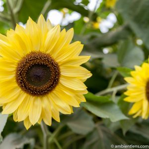 Yellow Sunflower 2 (SQ)
