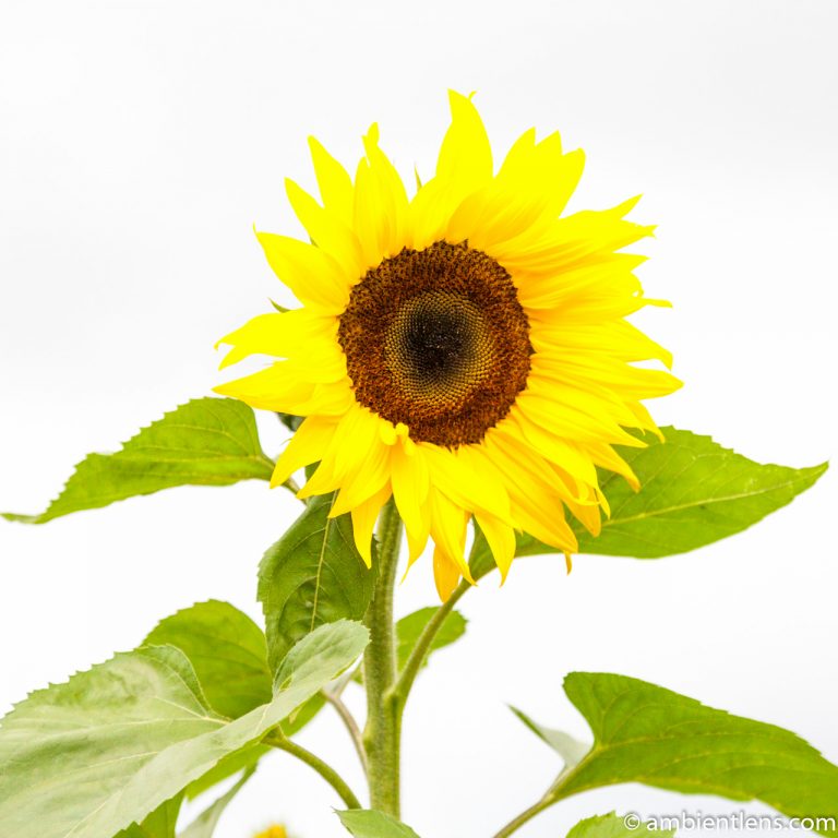 Orange Sunflower 15 (SQ)