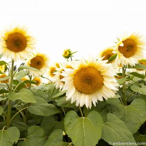 White Sunflowers 1 (SQ)