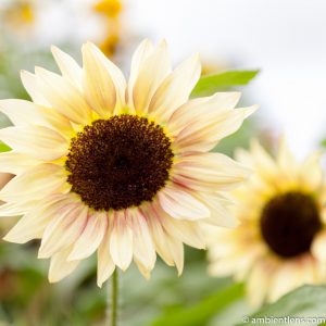 White Sunflower 3 (SQ)
