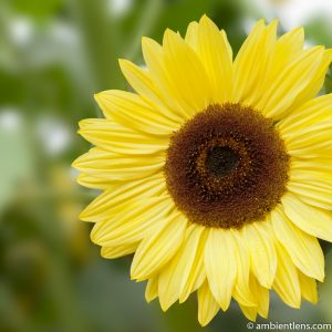 Yellow Sunflower 1 (SQ)