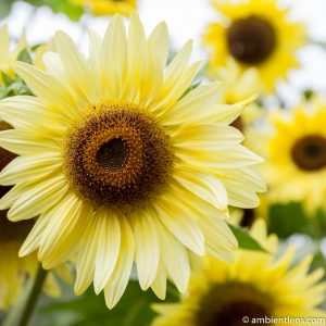 Yellow Sunflowers 1 (SQ)