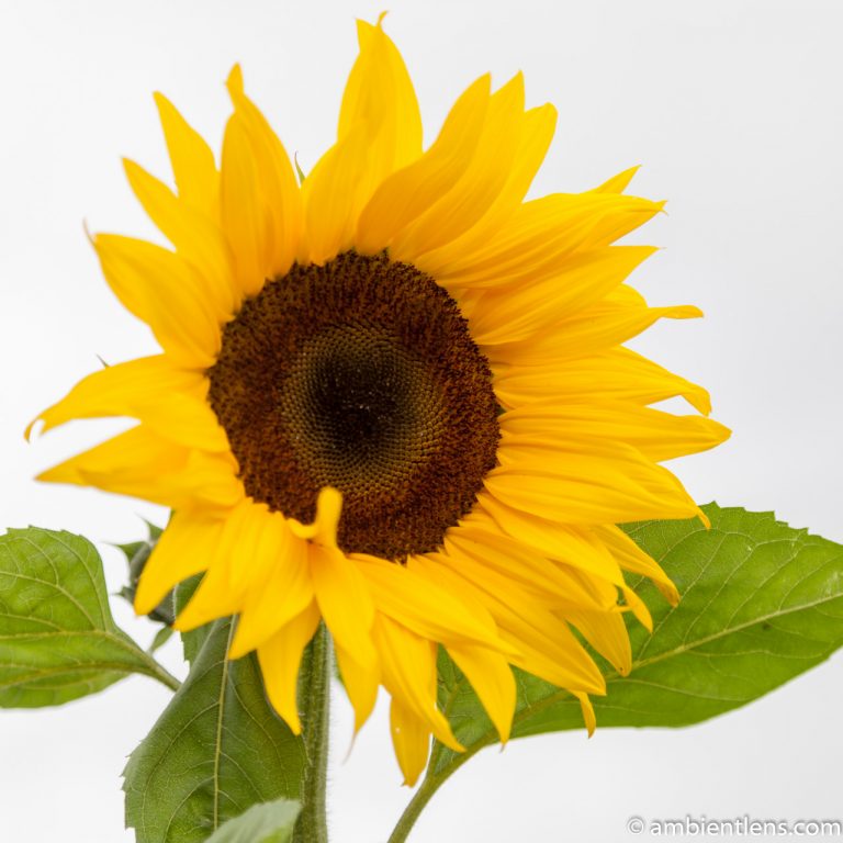 Orange Sunflower 10 (SQ)