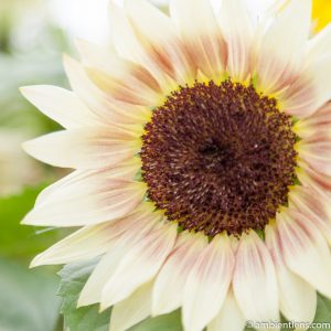 White Sunflower 2 (SQ)
