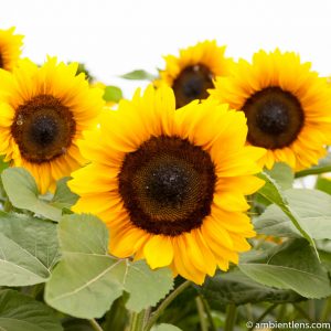 Orange Sunflowers 4 (SQ)