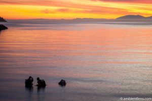 Divers in Whyte Cliff Park 2