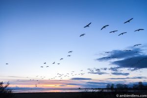 Birds in Flight at Iona Beach 1