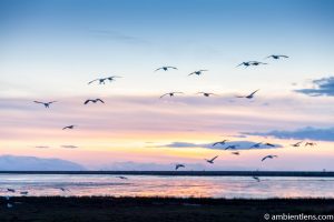 Birds in Flight at Iona Beach 2