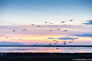 Birds in Flight at Iona Beach 3