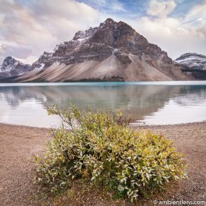 Bow Lake, Jasper, Alberta 2 (SQ)