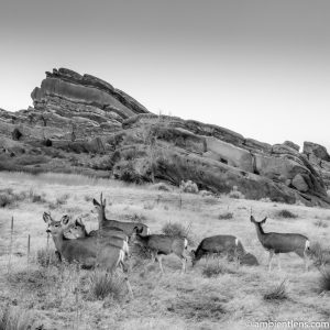 Deer and Red Rocks (BW SQ)
