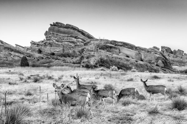 Deer and Red Rocks (BW)