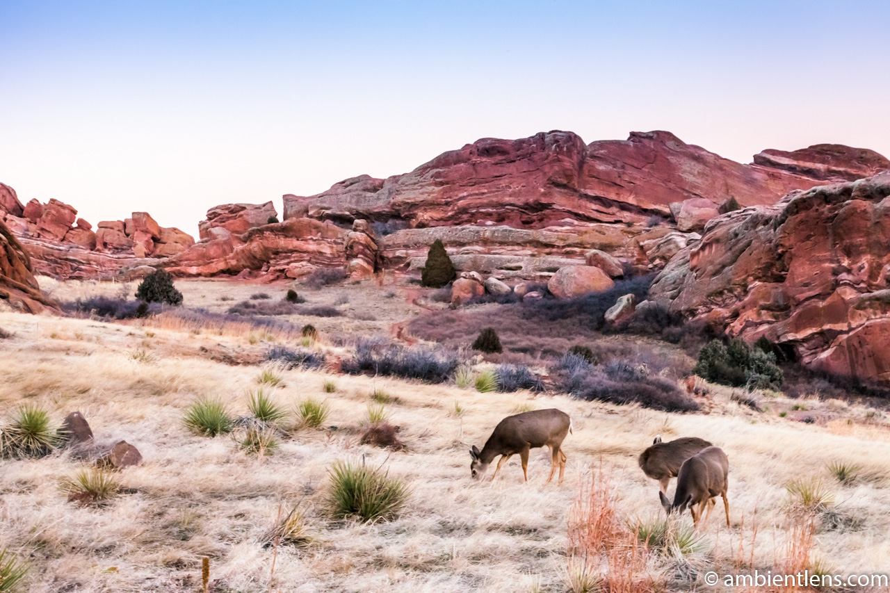 Deer Feeding at Sunset Deer Feeding at Sunset