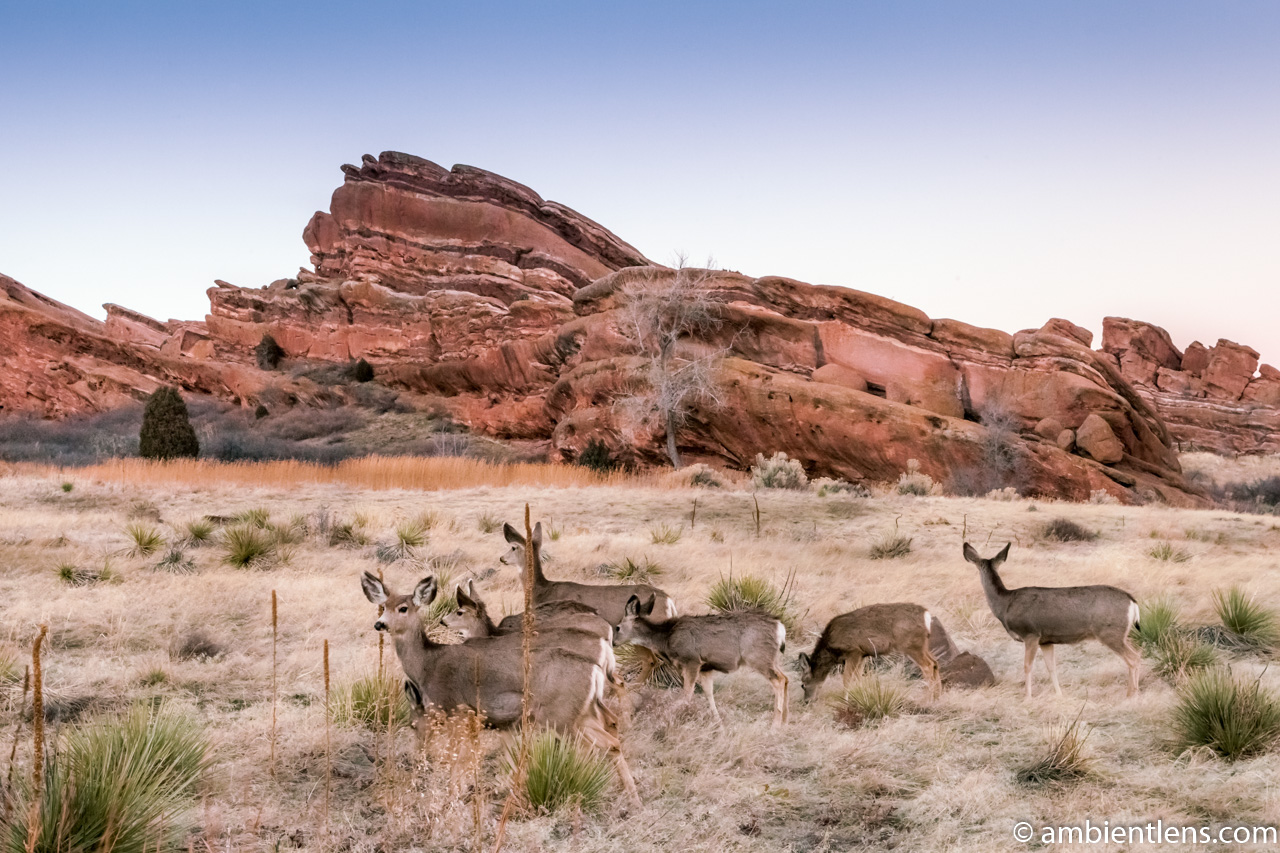 Deer and Red Rocks Deer and Red Rocks