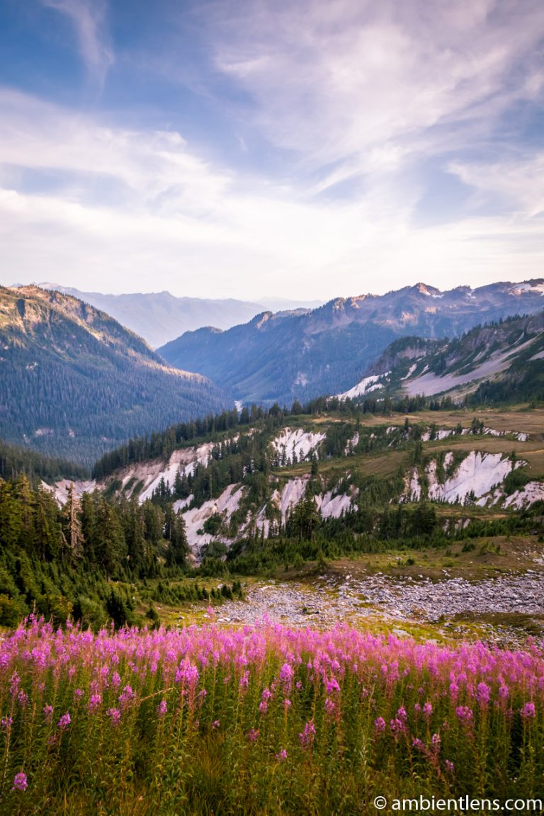 Wild Flowers Among the Mountains of Washington
