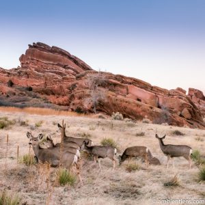 Deer and Red Rocks (SQ)