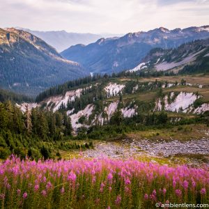 Wild Flowers Among the Mountains of Washington (SQ)
